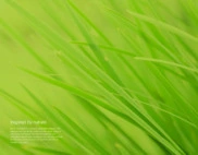 Akzo Nobel N.V.