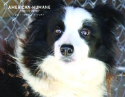 American Humane