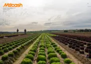 Metcash Limited