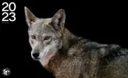 Defenders of Wildlife